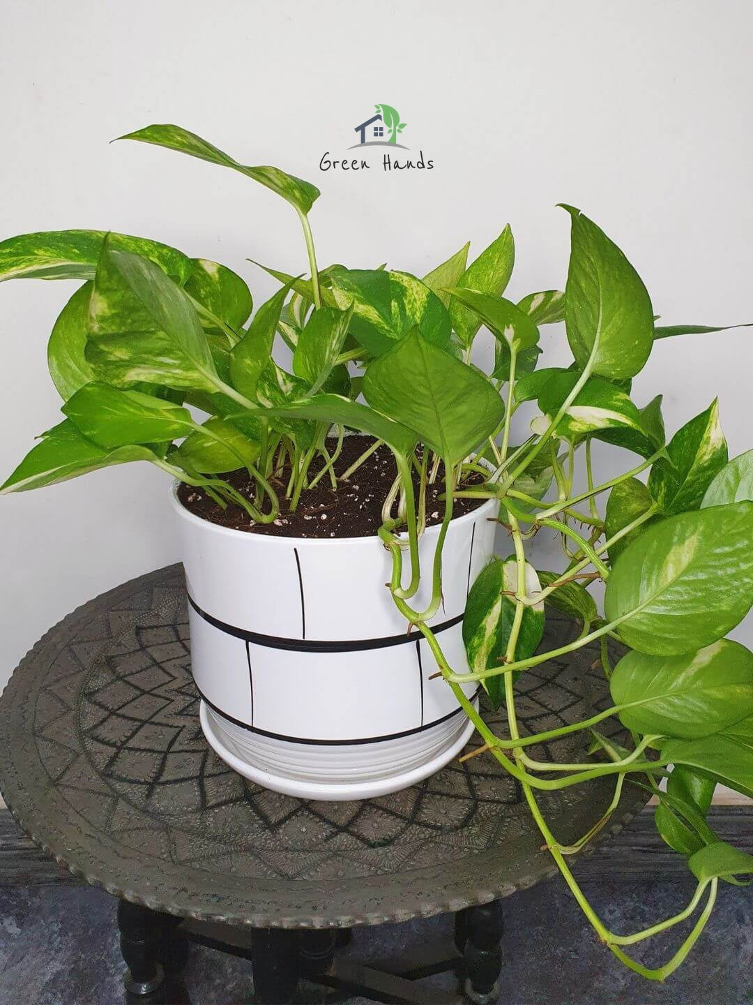 Medium sized Desktop Money Plant in white ceramic pot