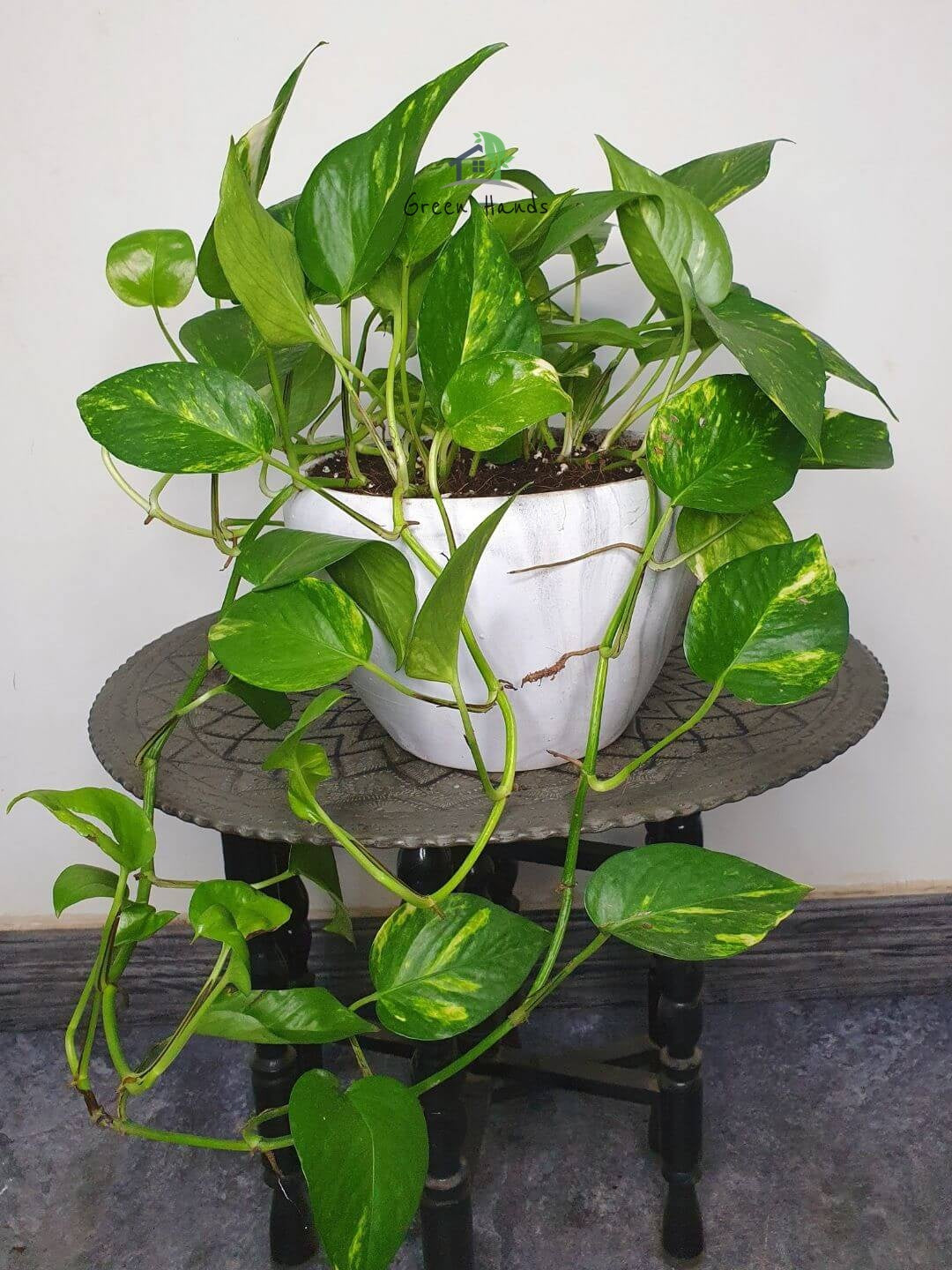 small money plant for office desk Desktop Potted Money Plant | Low Maintenance