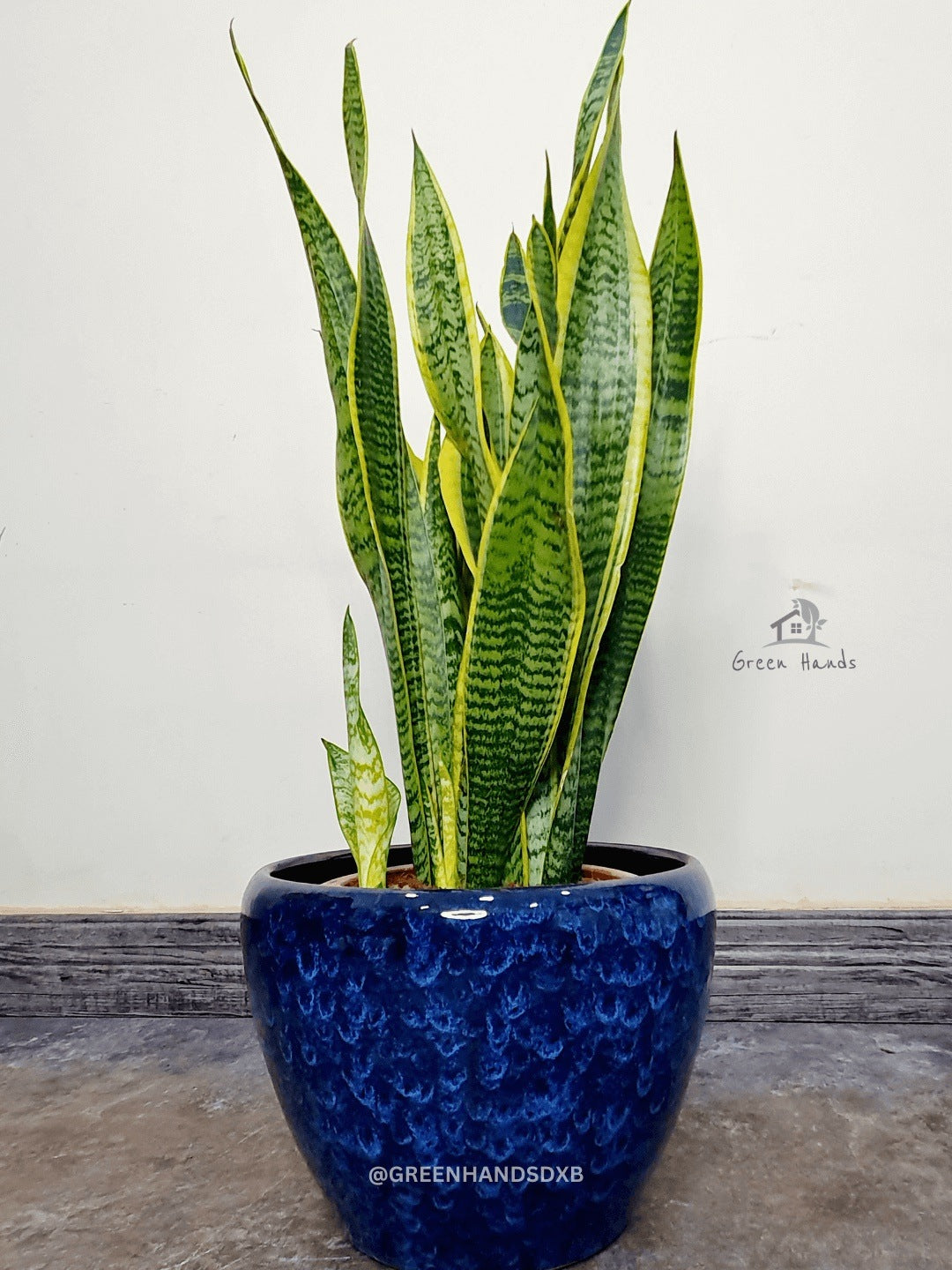 Potted Desktop Snake Plant 65-75 cm in a blue ceramic pot