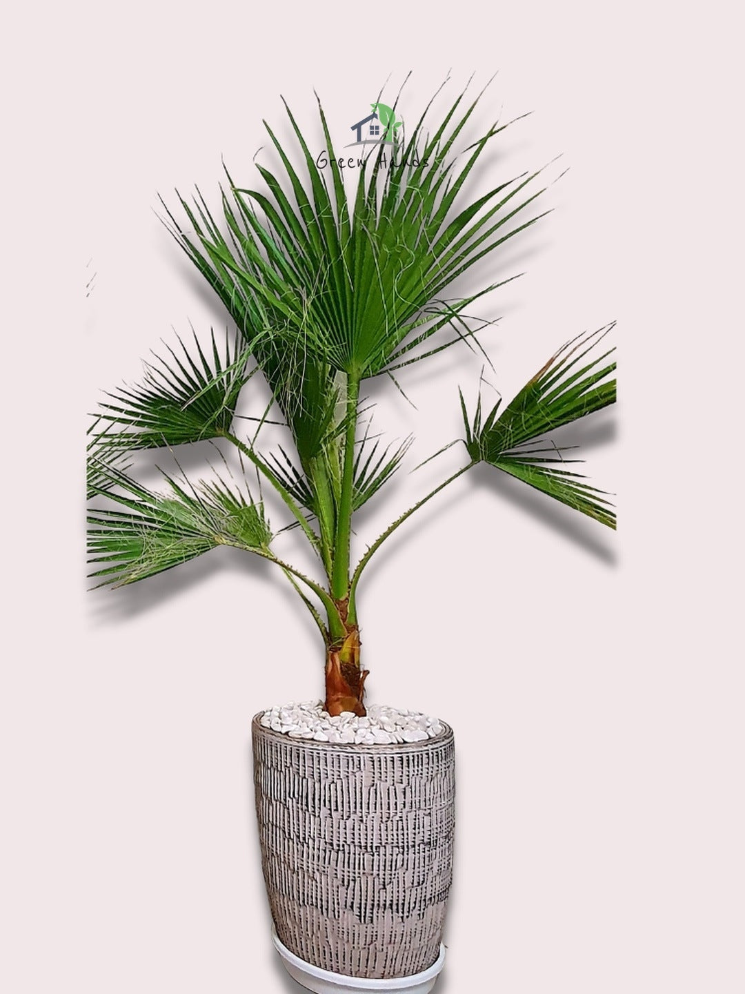 Potted Washington Palm Planted in Grey Ceramic Pot