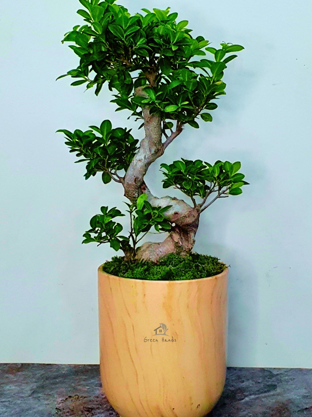 Stunning S Bonsai Tree in Designer Ceramic Pot - Order Online Today!