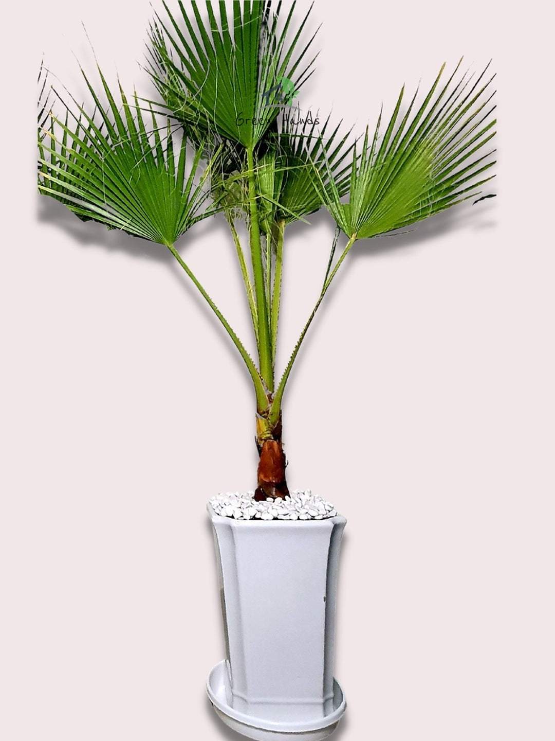 Potted Washington Palm Planted in White Ceramic Pot