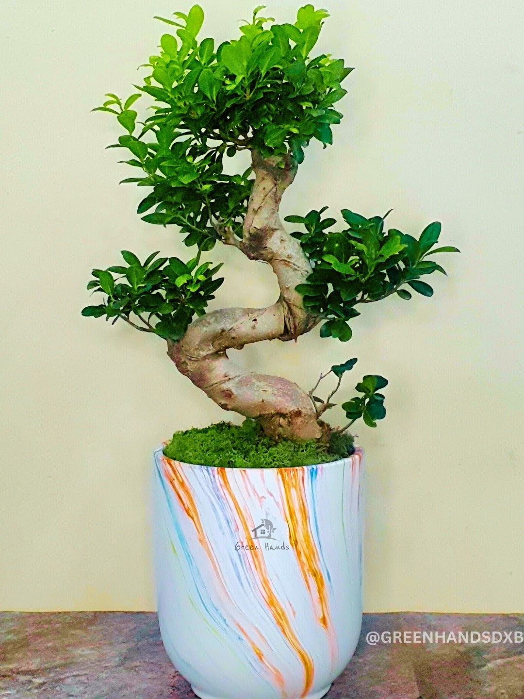 Potted S Bonsai Tree Planted in Rainbow Symphony Pot with Pebbles Topping
