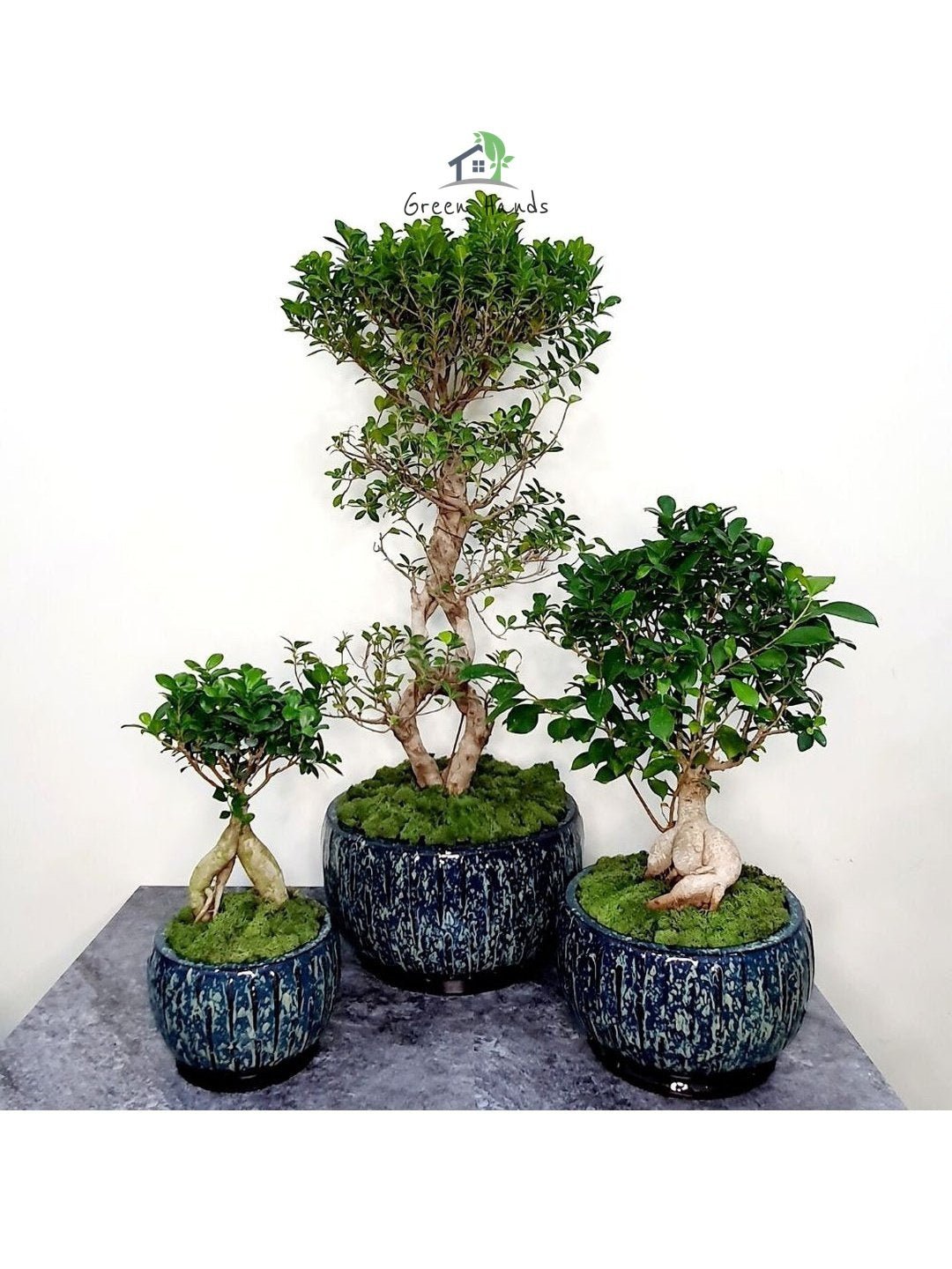 XL 8 Shaped Bonsai Tree Planted in Fiber Grey Pot with Moss Topping