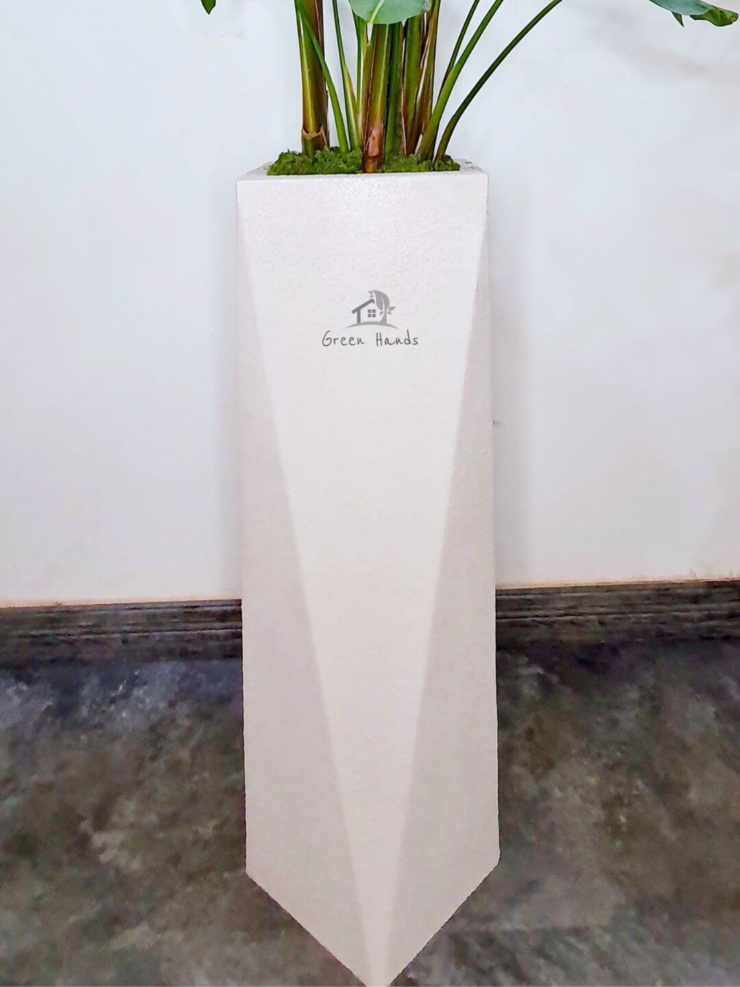 Potted XL Bird of Paradise or Strelitzia Nicolai | Designer Collection Burj XL Planted in Beige Pot Sand Finished