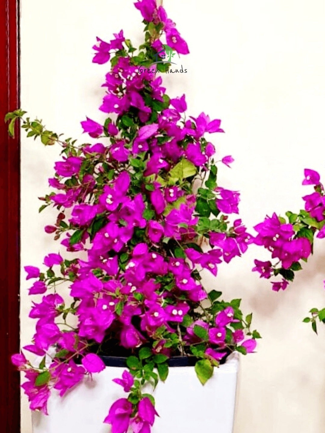 Large Potted Bougainvillea: Vibrant Outdoor Plant in Tall Ceramic Pot