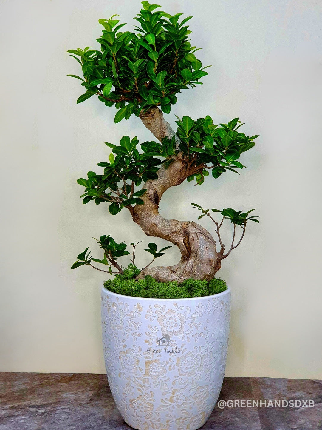 Potted S Bonsai Tree Planted in Earthy Wood Pot with Moss Topping