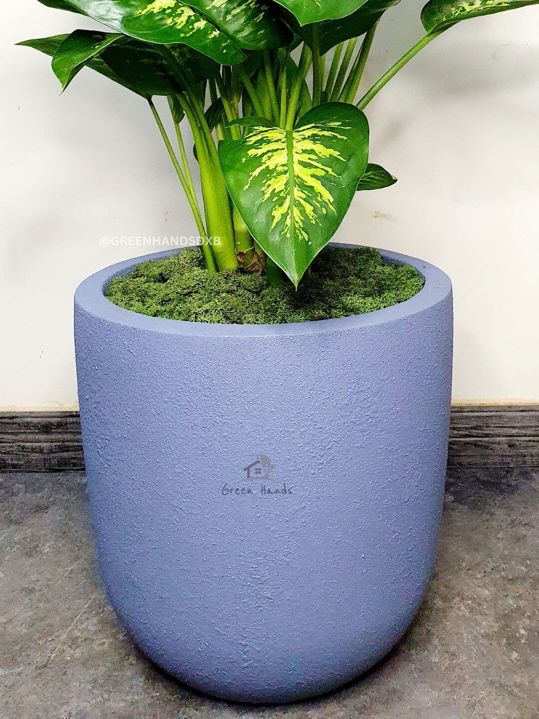 Potted XL Bird of Paradise or Strelitzia Nicolai | Designer Collection Swan XL Planted in Beige Pot Smooth Finished