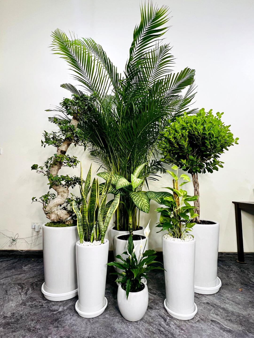 Corporate Office Bundle of 9 Potted Plants | Mixed Light Planted in White Ceramic Pot