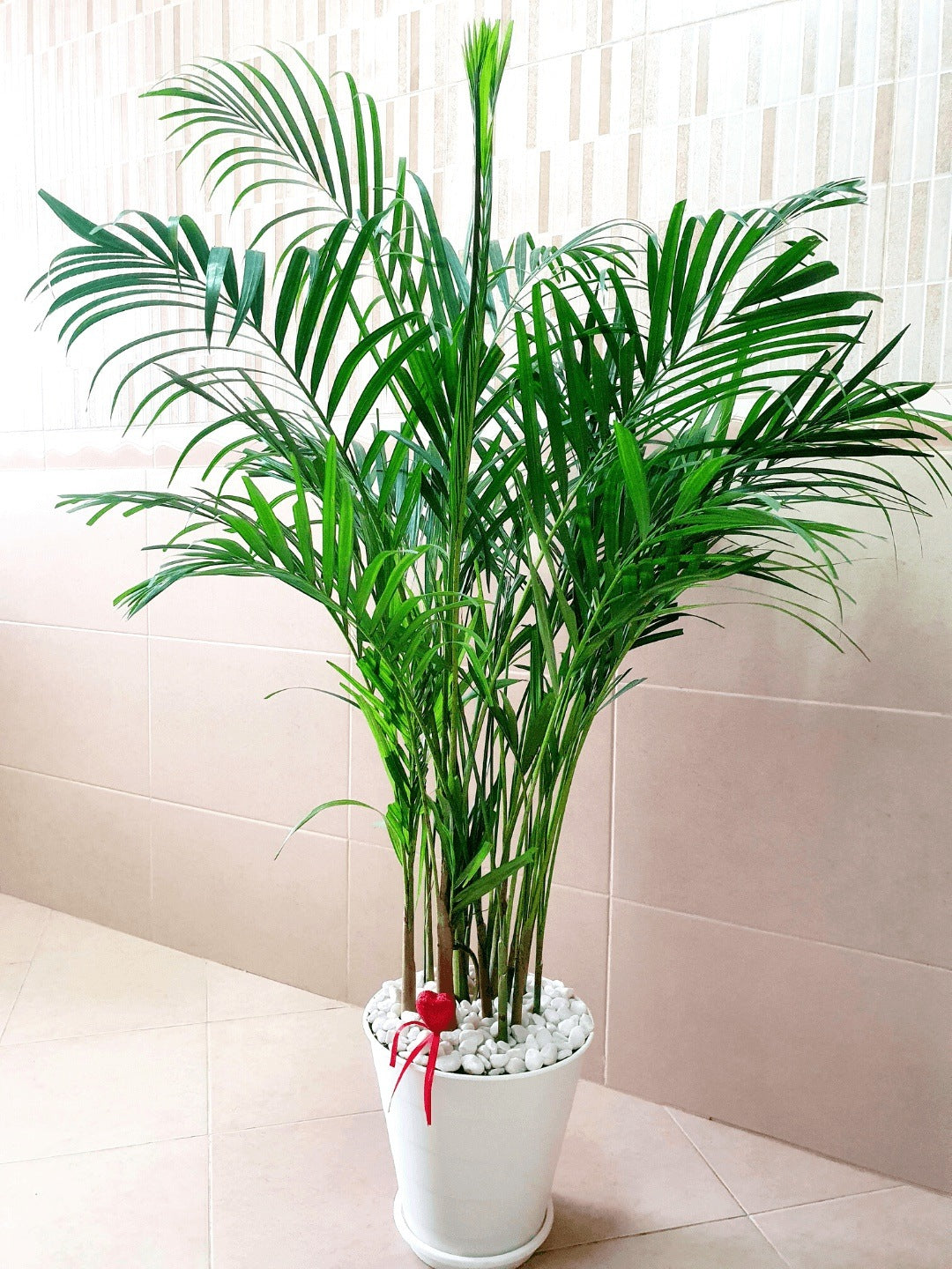 areca palm dubai Large Potted Areca Palm | Unbreakable Pot