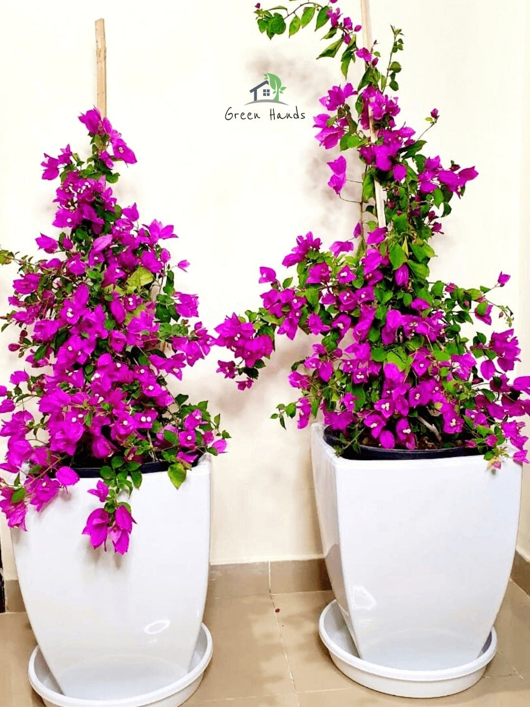 Large Potted Bougainvillea: Vibrant Outdoor Plant in Tall Ceramic Pot