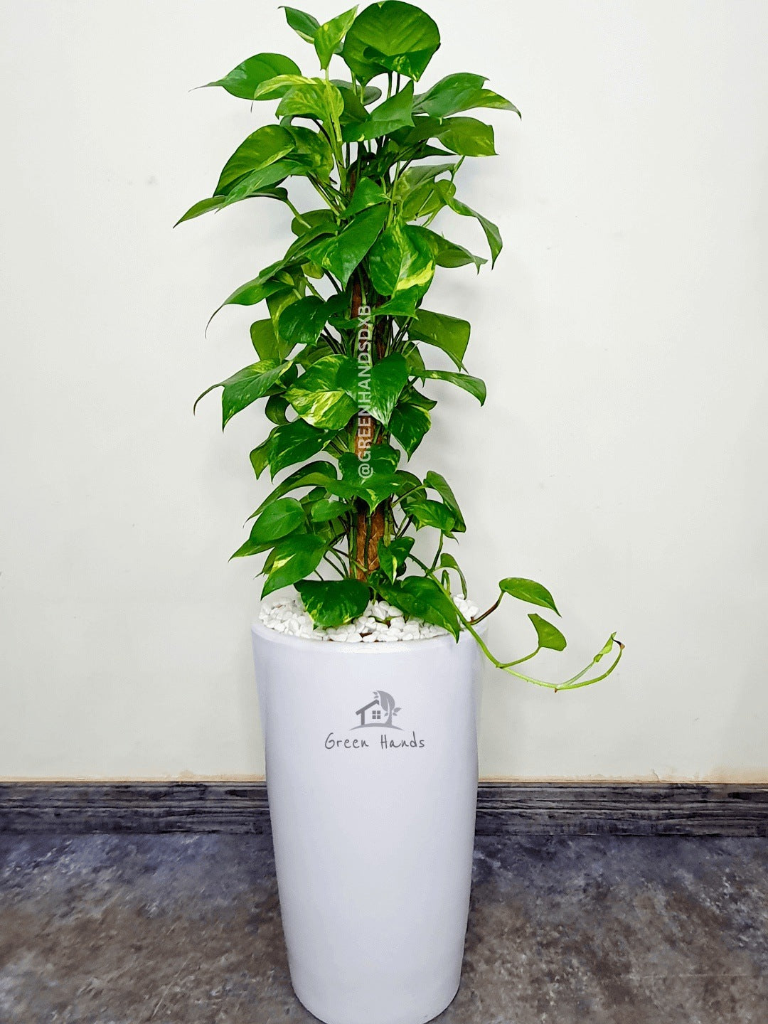 Potted XL Money Plant Planted in White Pot