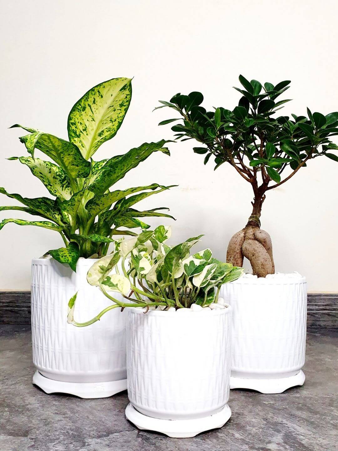 Variegated Money Plant, Bonsai, Dieffenbachia | Bundle Planted in White Ceramic Pot