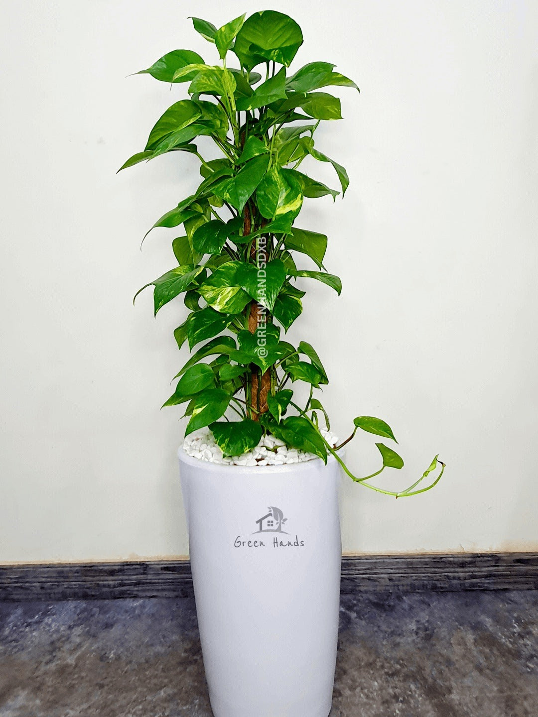 Potted XL Money Plant Planted in White Pot