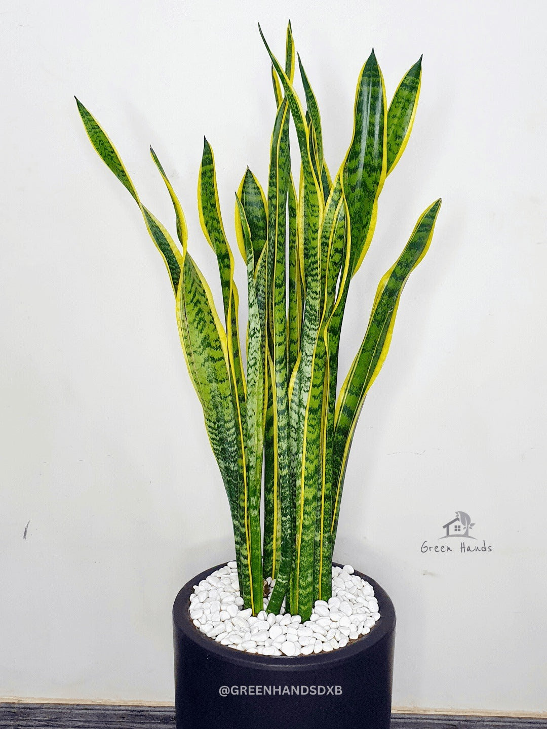 Snake Plant: The Ultimate Low-Maintenance, Air-Purifying Indoor Plant Planted in Rainbow Symphony Pot