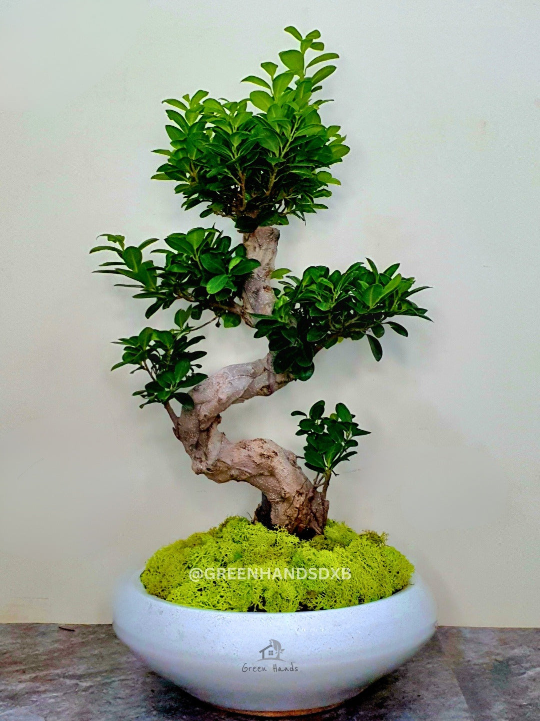 Stunning S Bonsai Tree in Designer Ceramic Pot - Order Online Today!