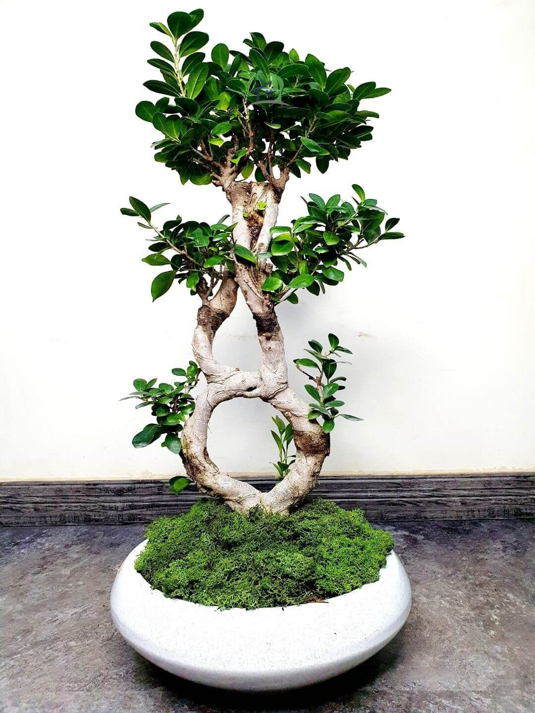 Potted Large 8 shape Bonsai Planted in White Pot with Moss