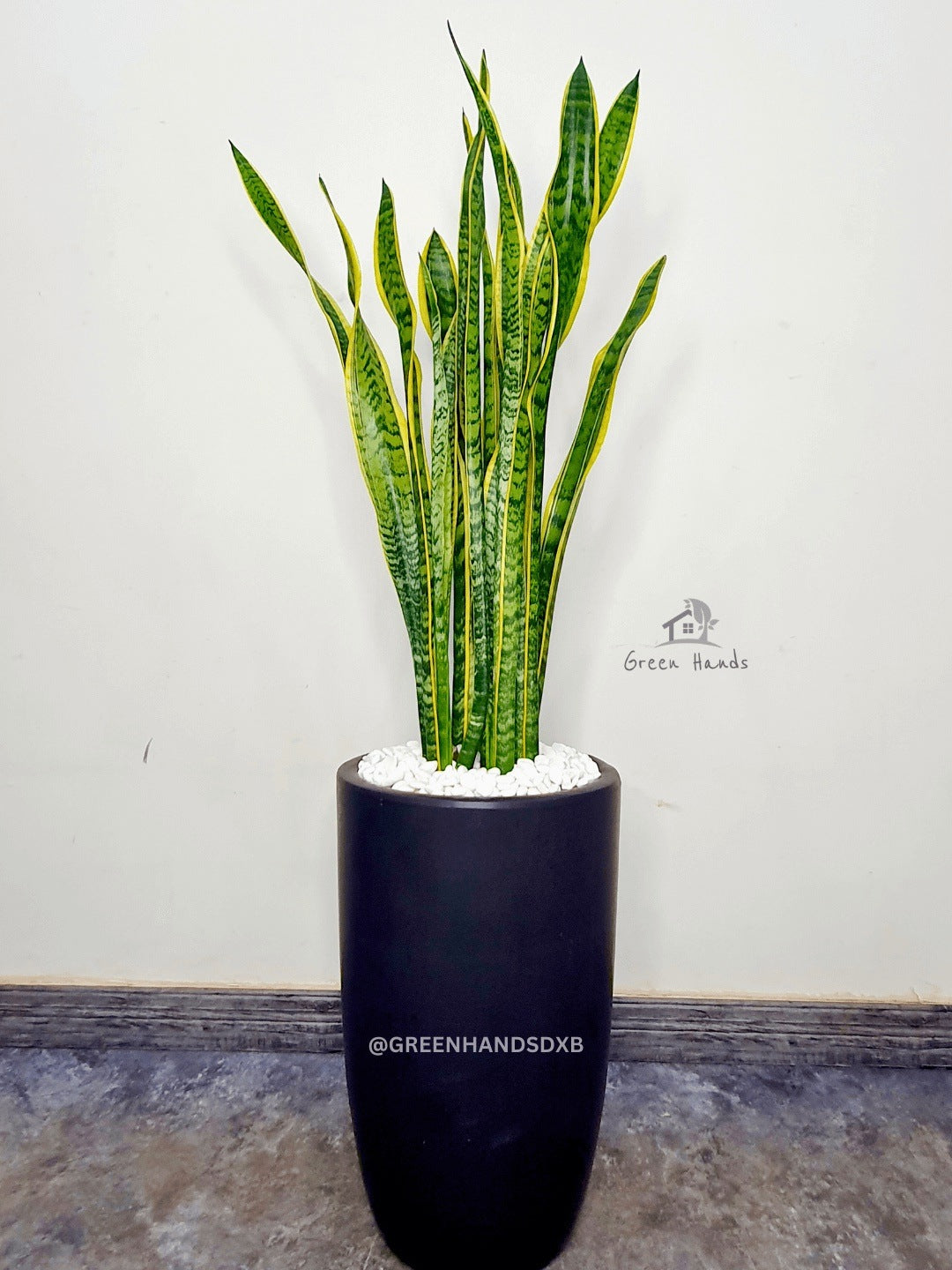 Snake Plant: The Ultimate Low-Maintenance, Air-Purifying Indoor Plant Planted in Glossy Black Pot