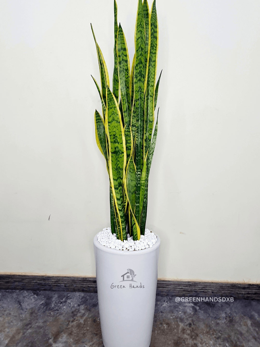 Snake Plant: The Ultimate Indoor Air-Purifying, Low-Maintenance Decor