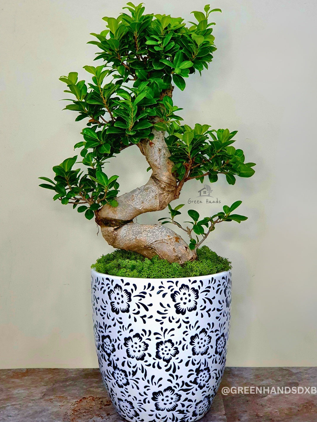 Potted S Bonsai Tree Planted in Rainbow Symphony Pot with Moss Topping