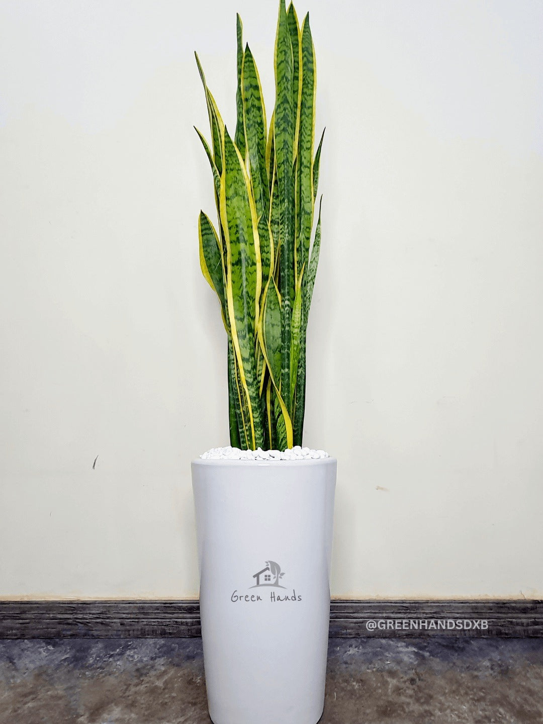 Snake Plant: The Ultimate Low-Maintenance, Air-Purifying Indoor Plant Planted in Glossy White Pot