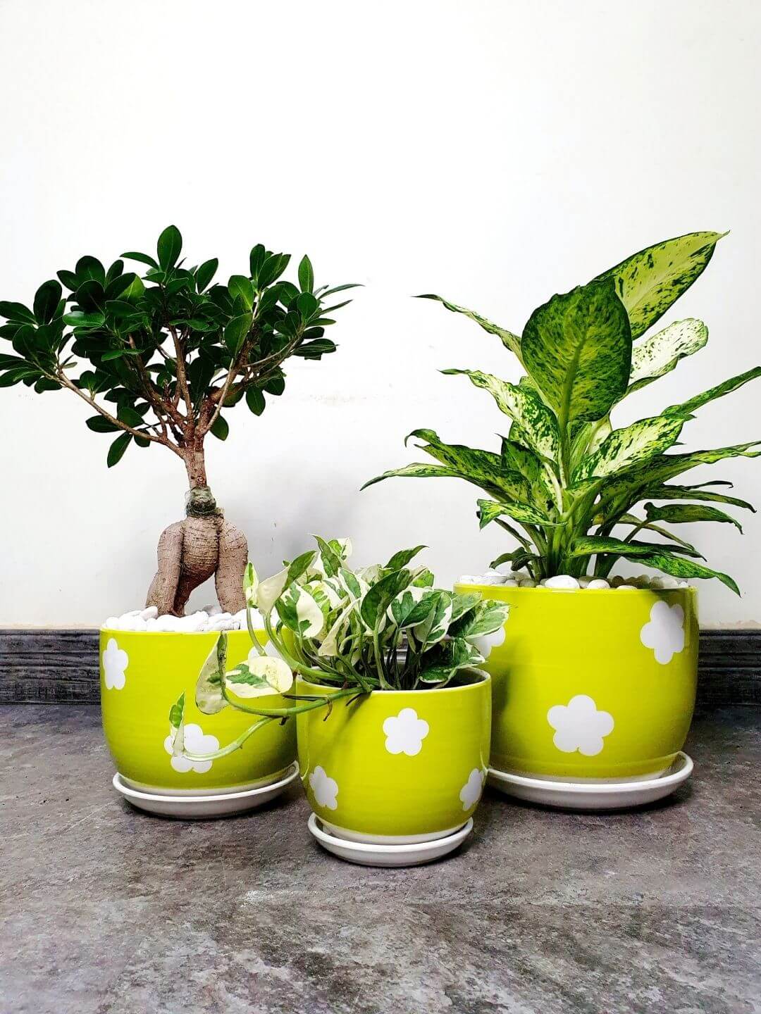 Variegated Money Plant, Bonsai, Dieffenbachia | Bundle Planted in Green Ceramic Pot