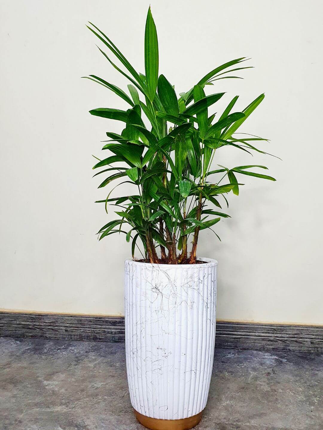 Potted Lady Palm or Rhapis Plant 100-120 cm Planted in Ceramic Pot White Finished