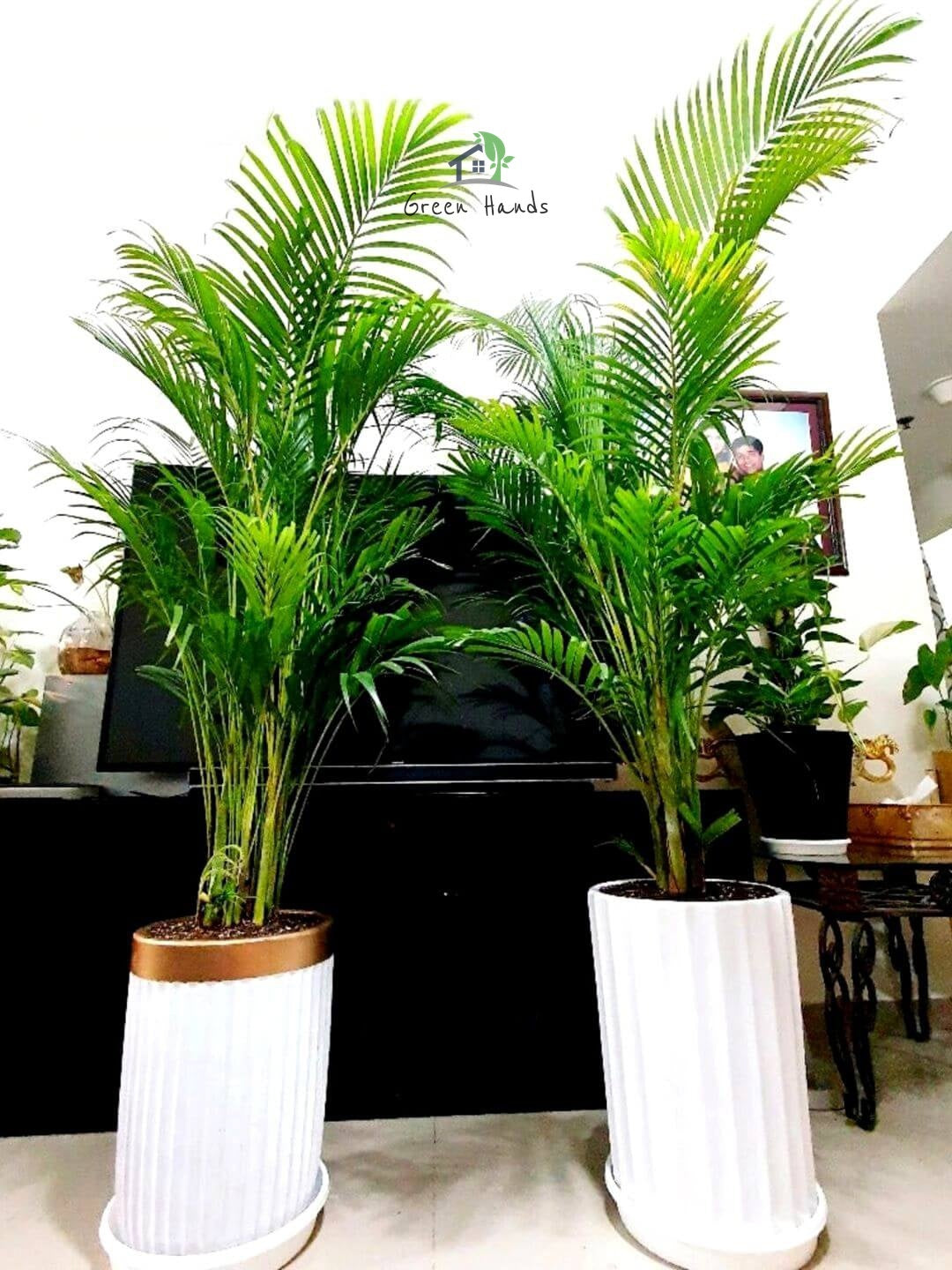 Two Potted XL Areca Palms Bundle