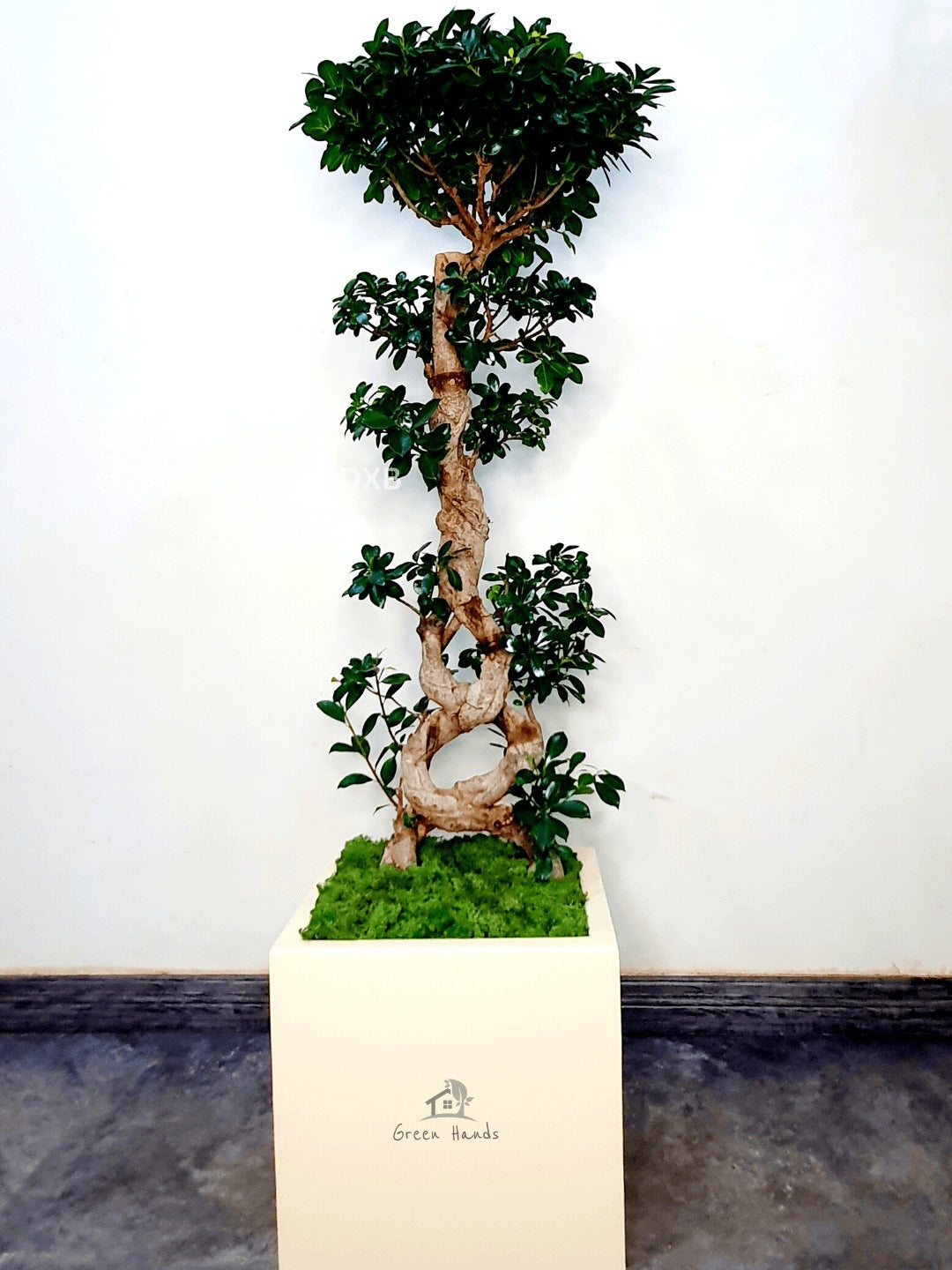 XL 8-Shaped Bonsai Tree: Make a Statement with This Masterpiece Indoor Plant