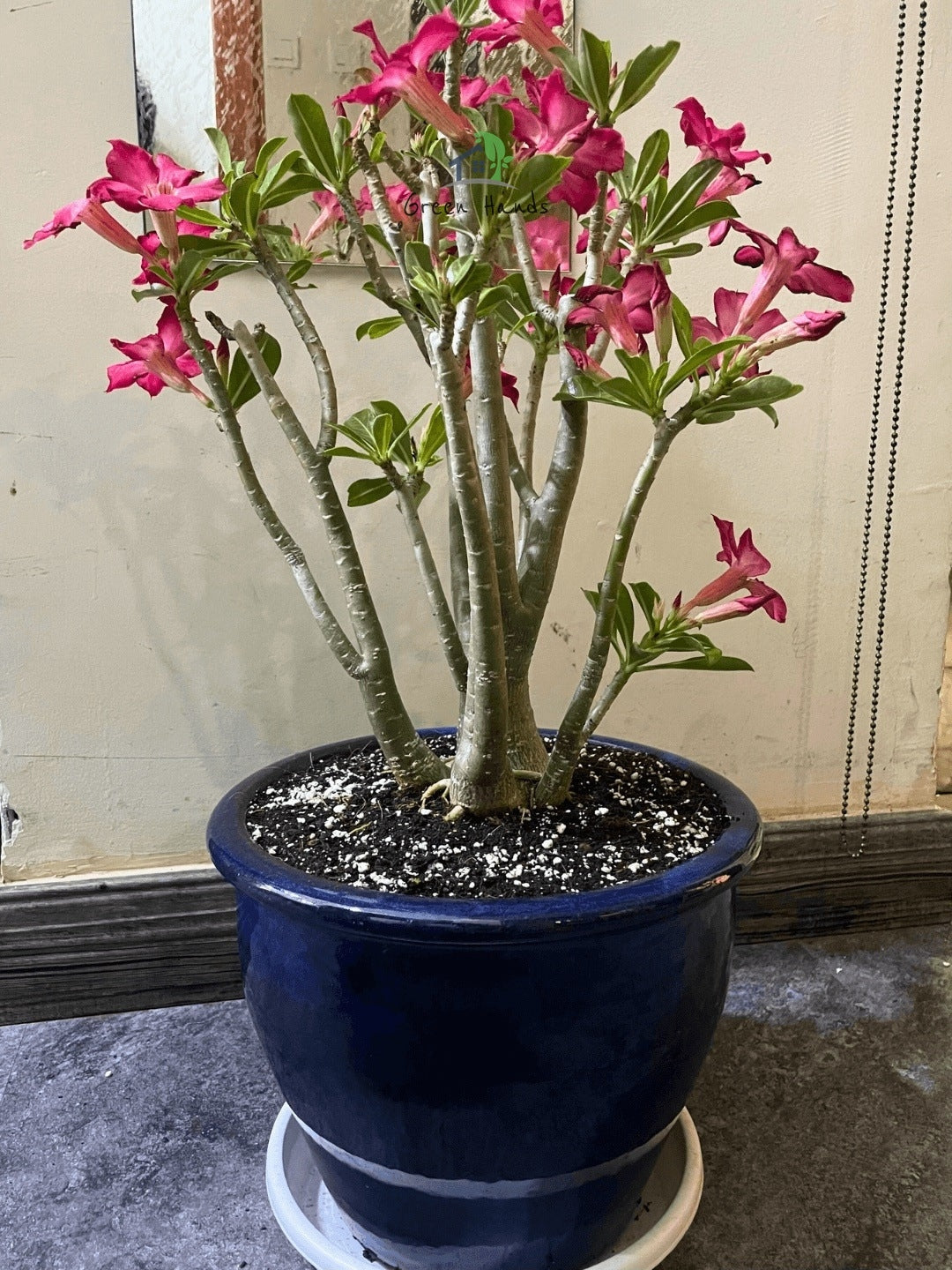 Desert Rose Plant Planted in Blue Pot