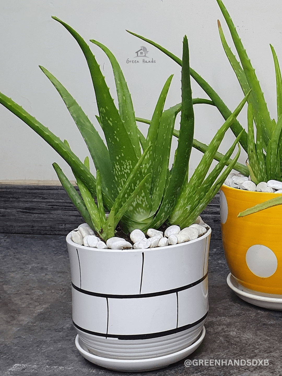 aloe vera plant in white pot Potted Aloe Vera Plant | Pet Friendly