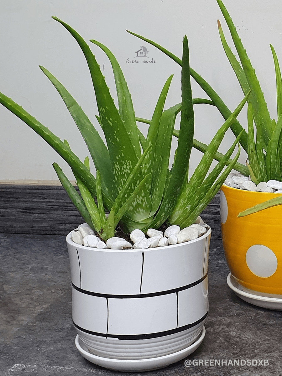 aloe vera plant pets Potted Aloe Vera Plant | Pet Friendly