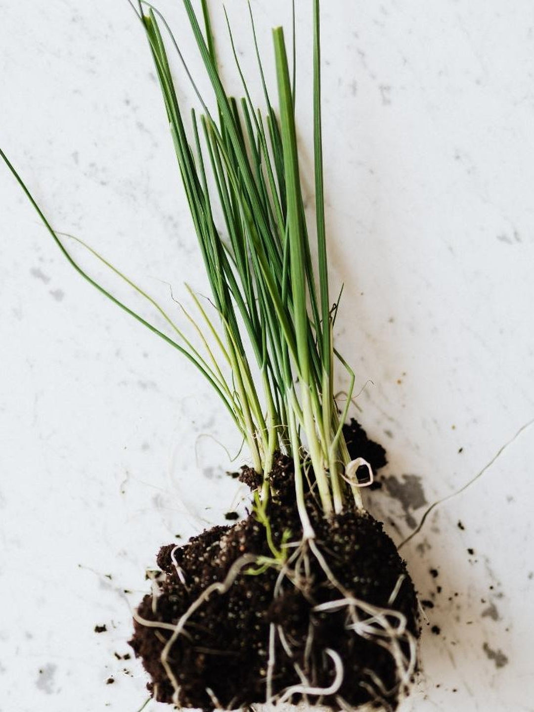 Plant Repotting | Premium Organic Soil