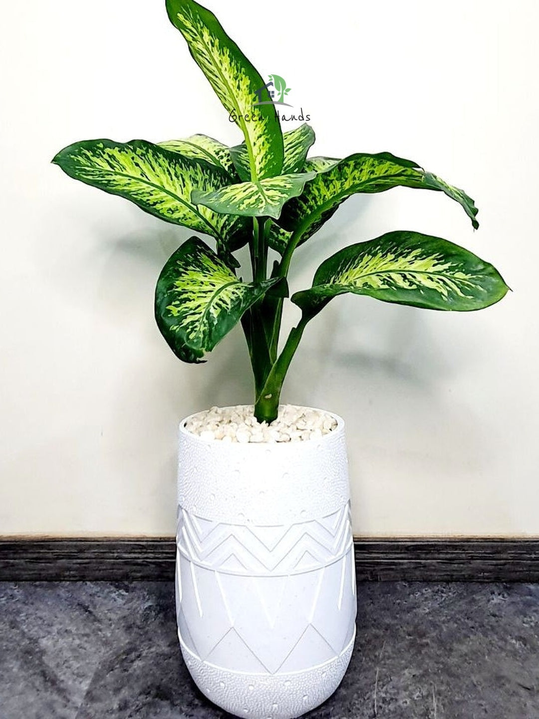 XL Potted Dieffenbachia: The Elegant Indoor Plant