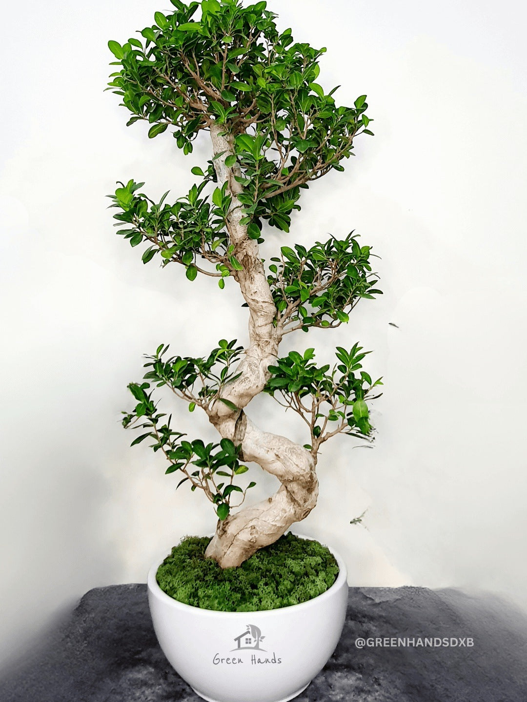 XL S-Shape Bonsai: The Masterpiece of Indoor Plants
