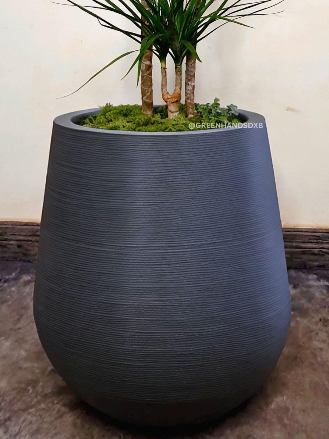 Potted XL Bird of Paradise or Strelitzia Nicolai | Designer Collection Burj XL Planted in Black Pot Sand Finished