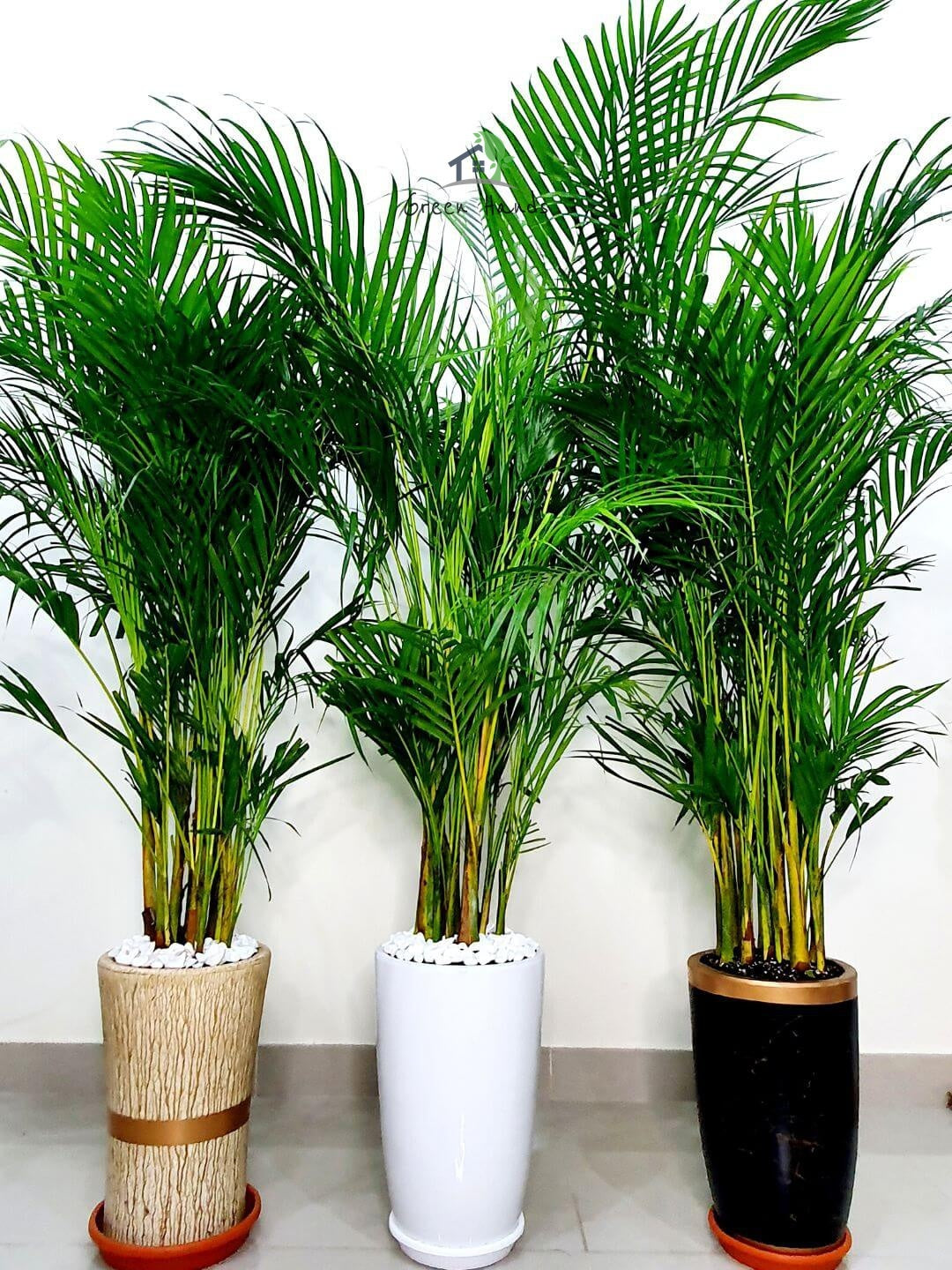 Potted Large Areca Palms | Three Plants Bundle in Tall Ceramic Pots