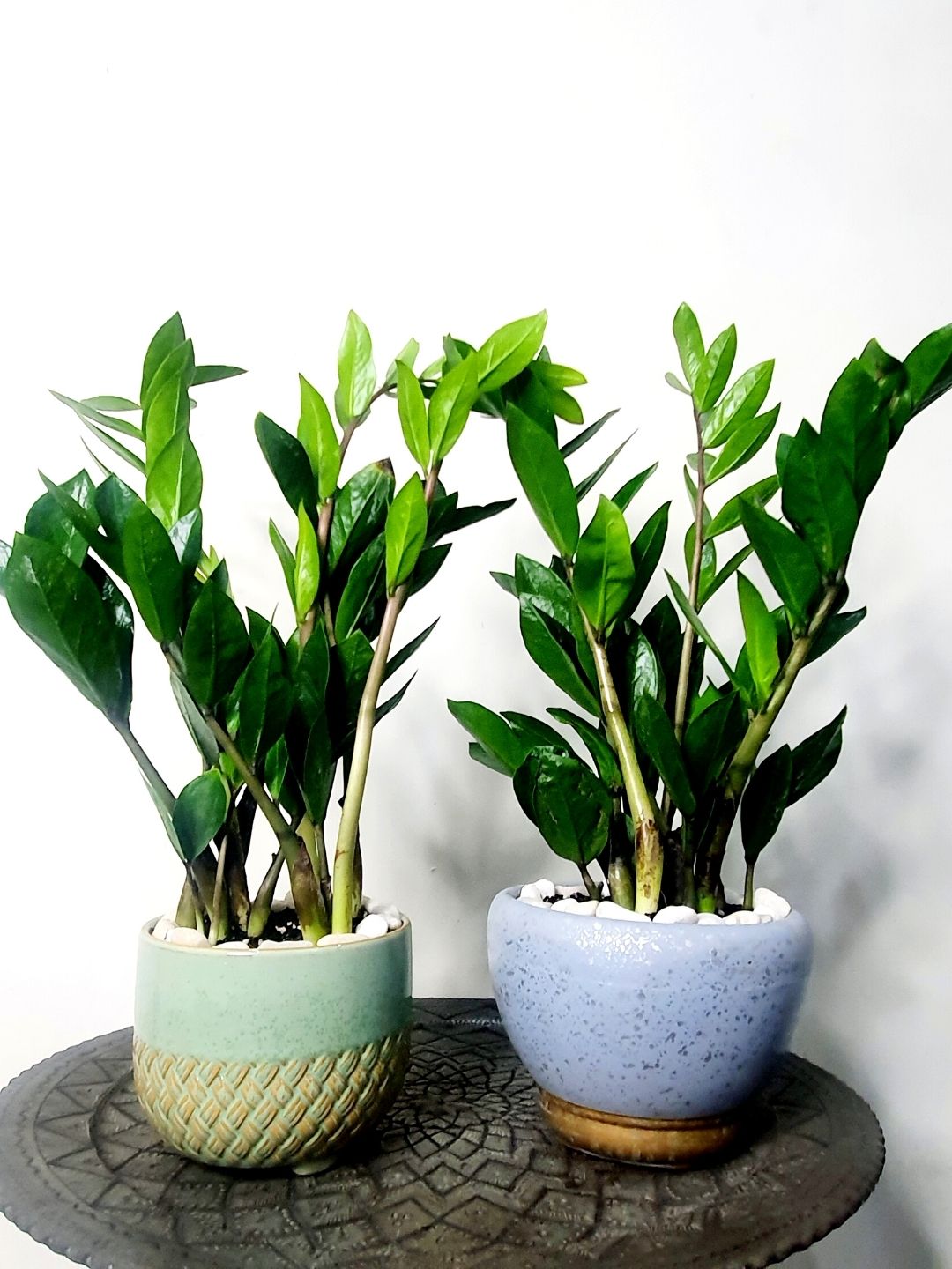 Desktop Potted ZZ or Zamia Plant Planted in White Pot