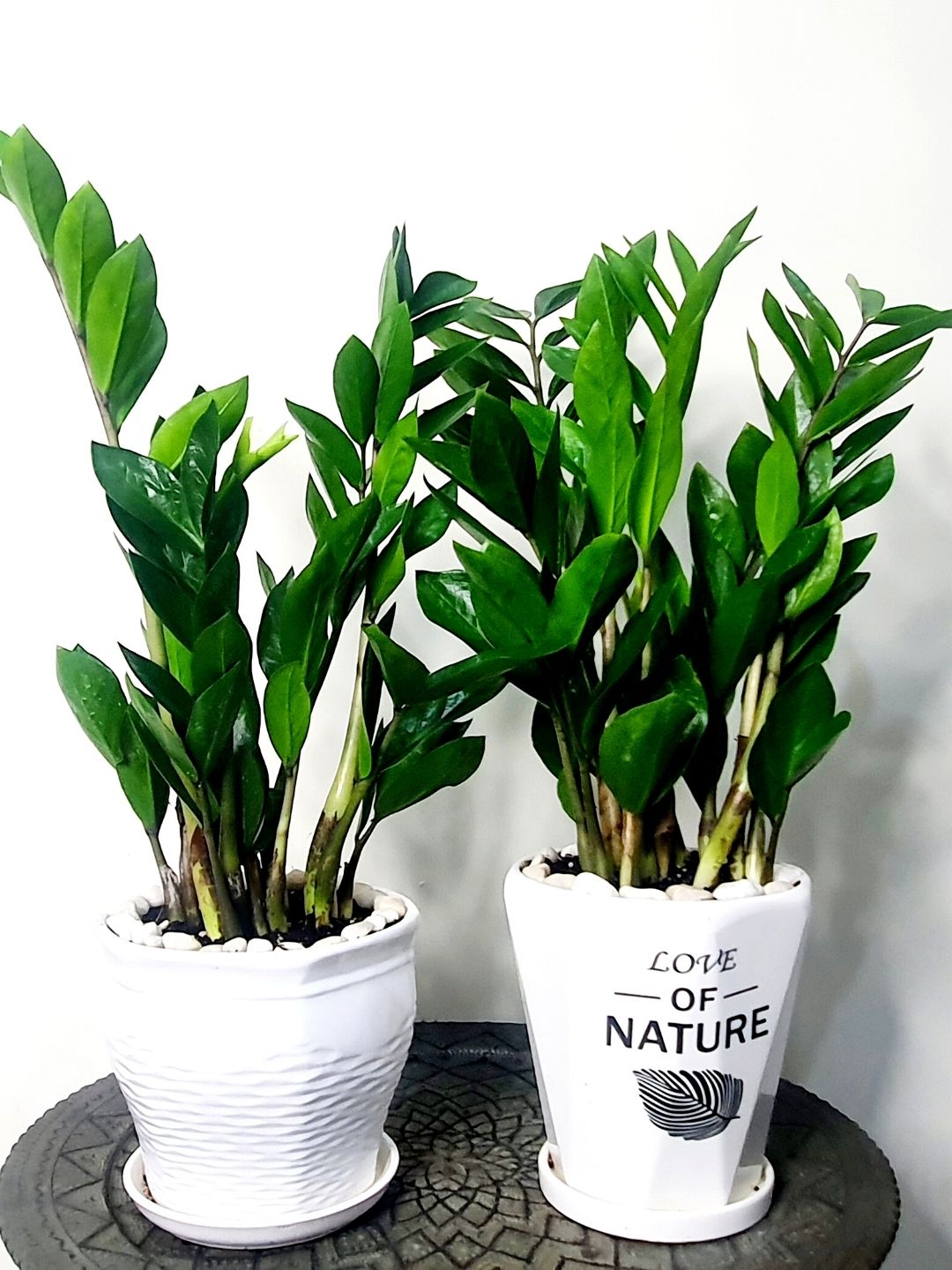 Desktop Potted ZZ or Zamia Plant Planted in Brown Pot