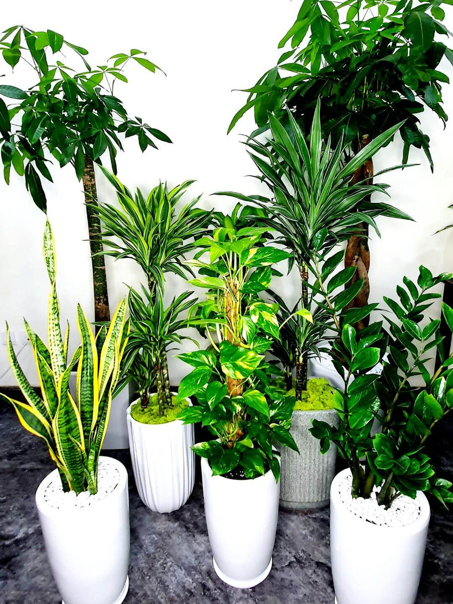indoor plant pots dubai Corporate Low-Light Office Plant Bundle