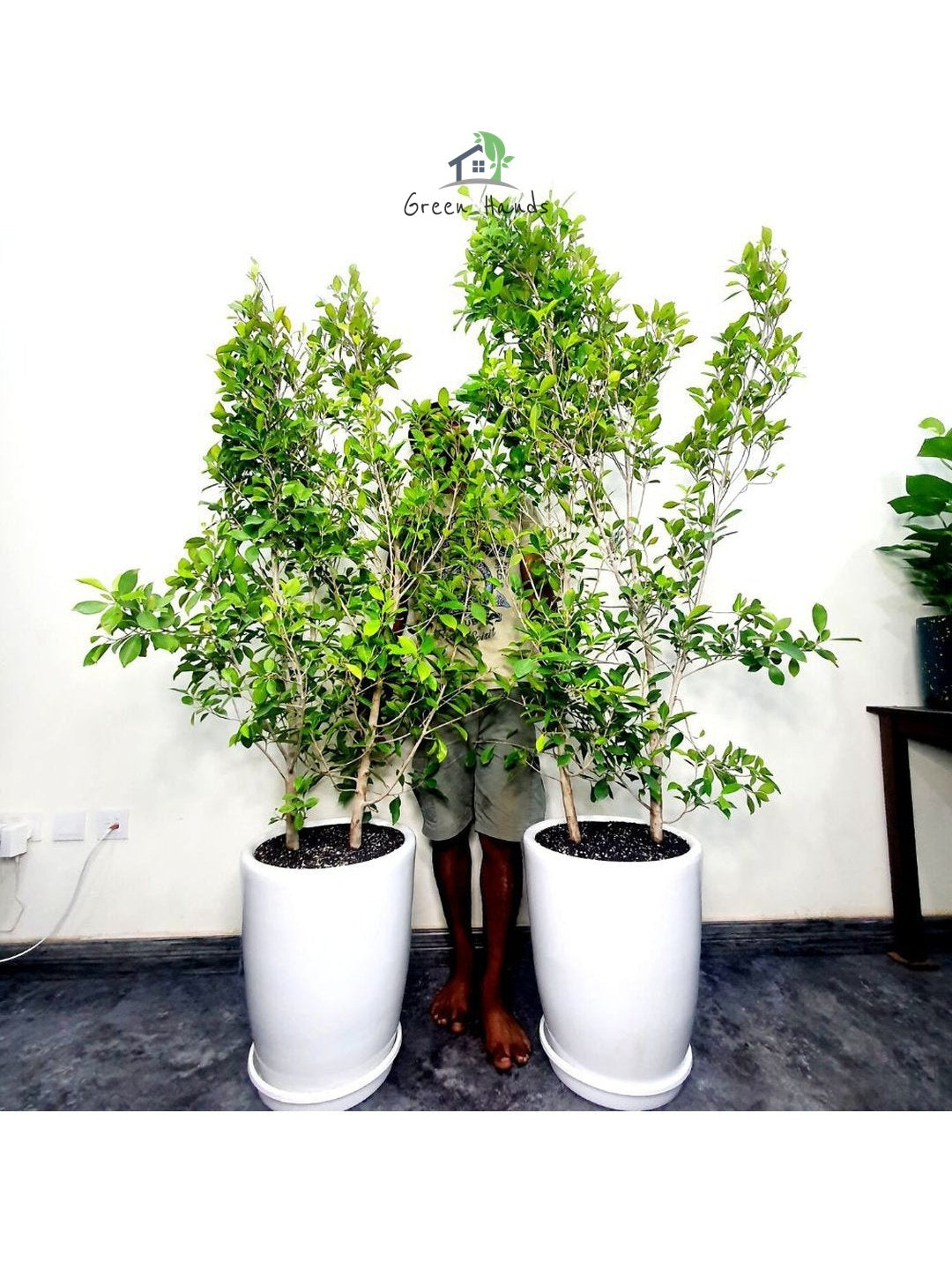 XL Potted Ficus - Set of 2: The Ultimate Outdoor Privacy Plant