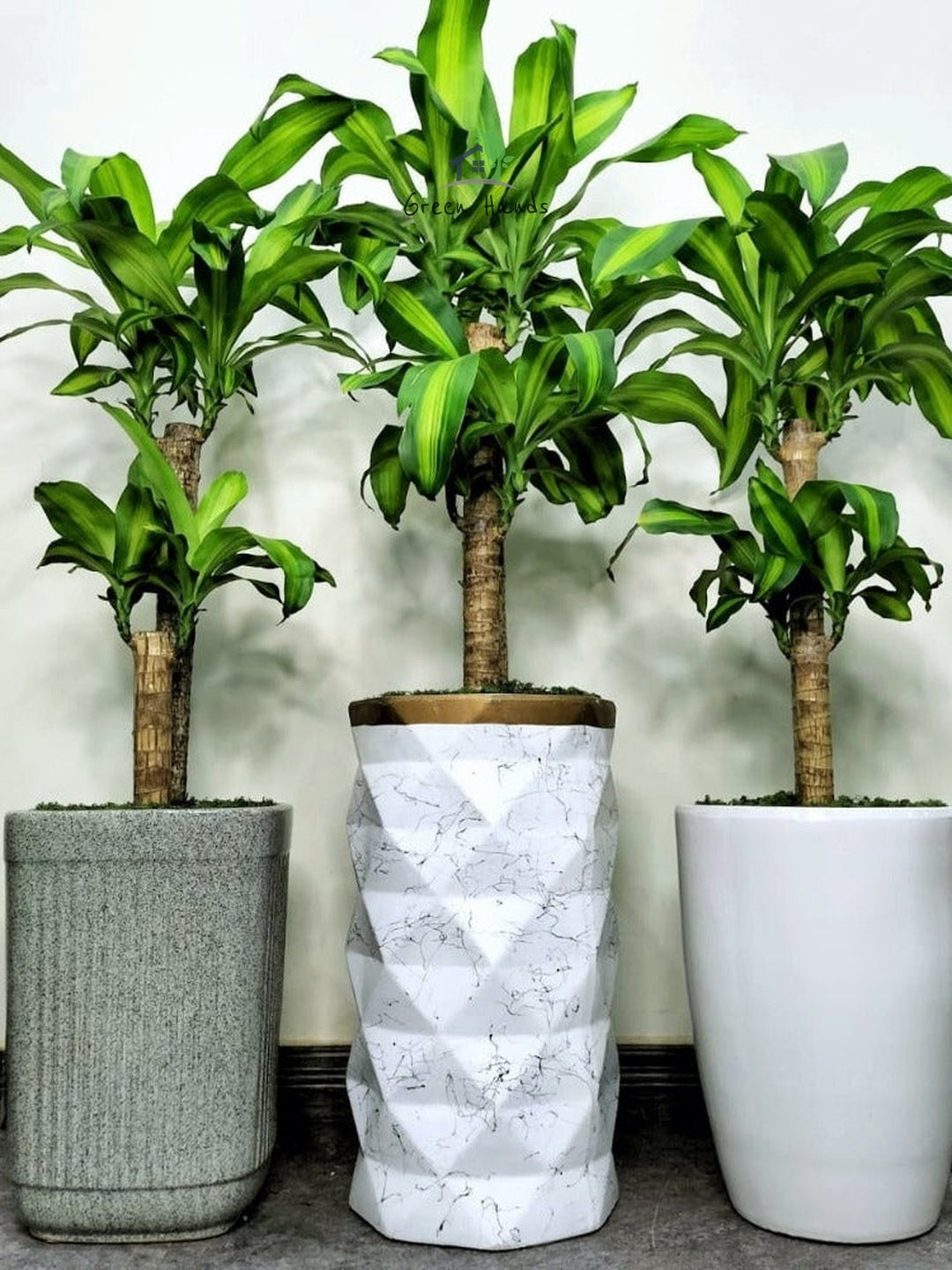 Potted Dracaena Massengeana or Corn Plant 2pp in tall white, grey, and marble ceramic pots - green hands