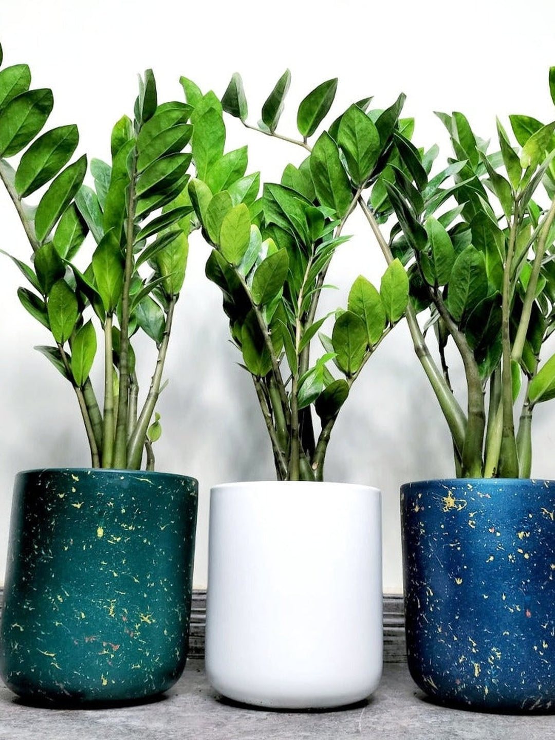 Potted zz or zamia plants in blue, white and green ceramic pots 70cm