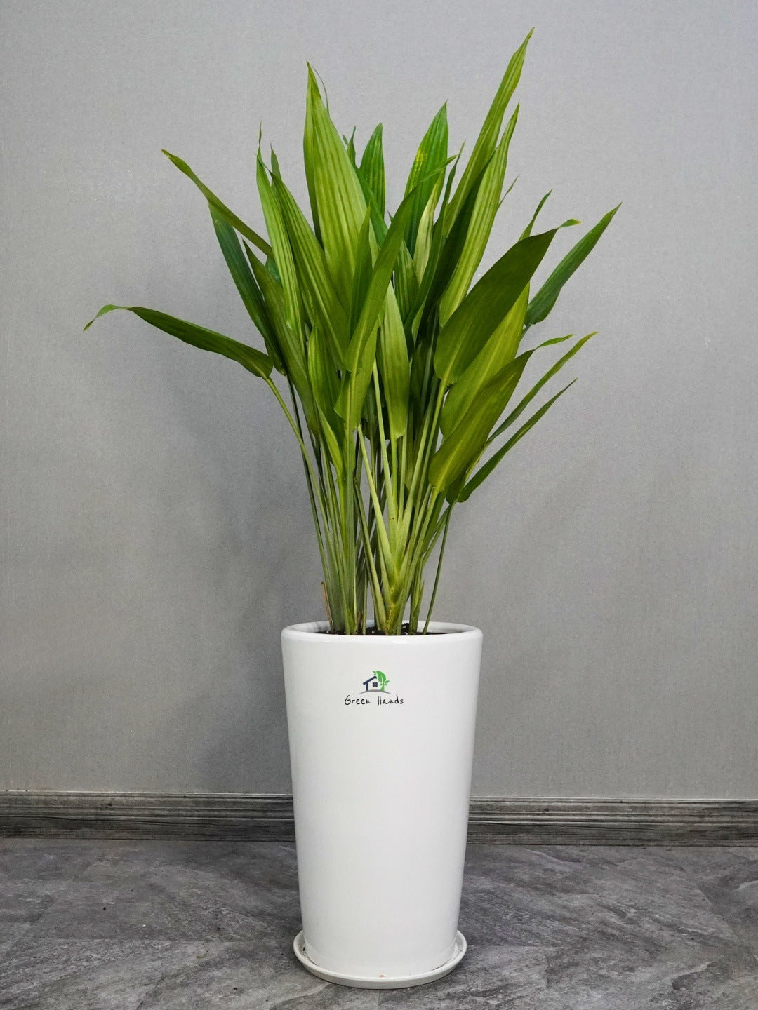 potted cast iron plant Large Potted Cast Iron Plant | Pet & Kid Friendly
