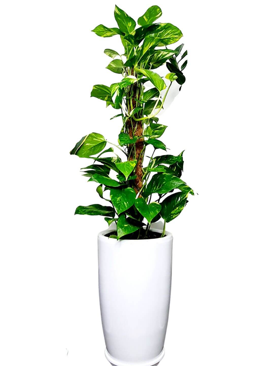 Potted XL Money Plant Planted in Marble Pot