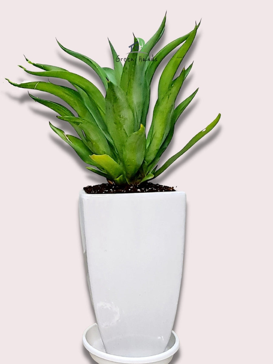 One Potted Agave Plant in white ceramic pot