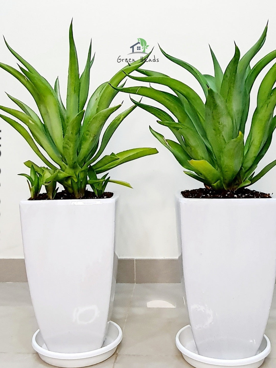 Premium Potted Agave Plants in Tall White Ceramic pots