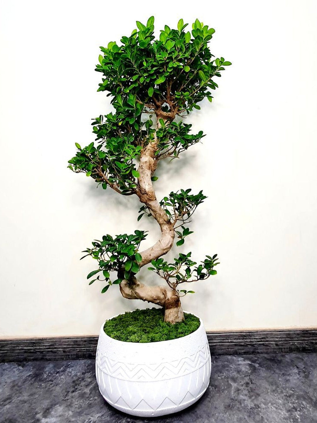 topping bonsai tree XL Potted S-Shape Bonsai | Statement Plant UAE