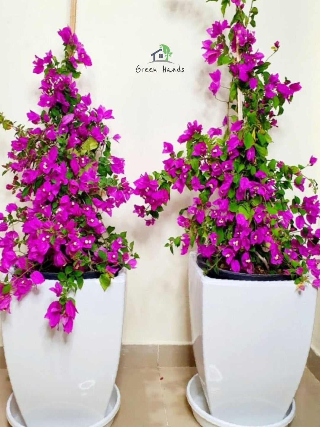 dubai garden center Bright Purple Bougainvillea plant | Potted in Glossy White Ceramic Pot green hands