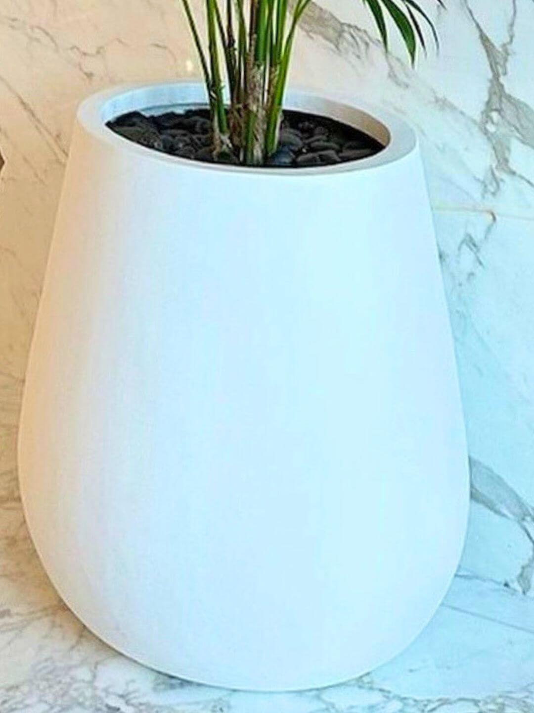Potted XL Lady Palm | Designer Collection